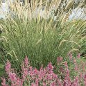 Agastache mexicana et Pennisetum macrourum
